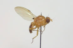 Sapromyza sp.2R