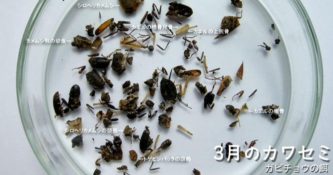 ガビチョウの餌