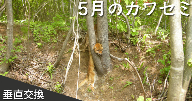 キツネ