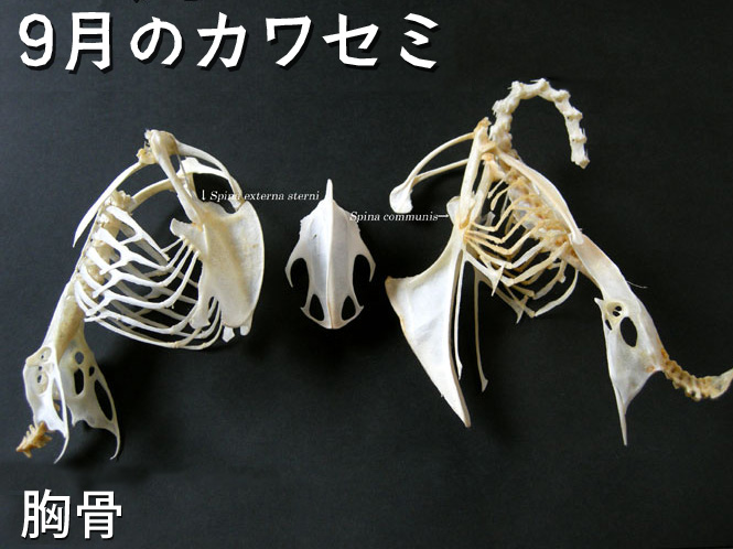左からハシブトガラス、ドバト、ヤマドリの胸骨