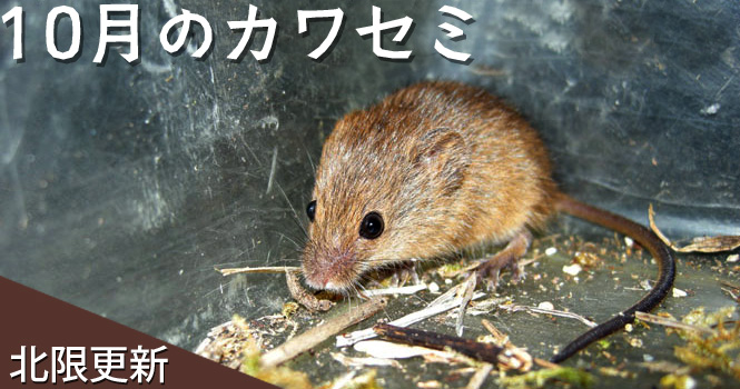 ニホンカモシカの骨