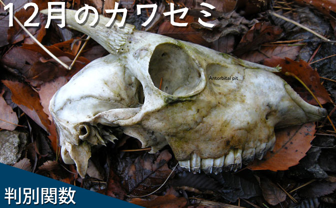 ニホンカモシカの骨