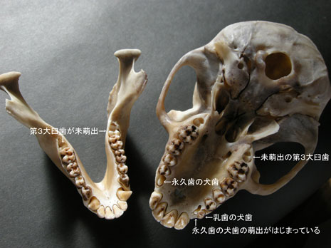 ニホンザルの骨 ニホンザルの骨