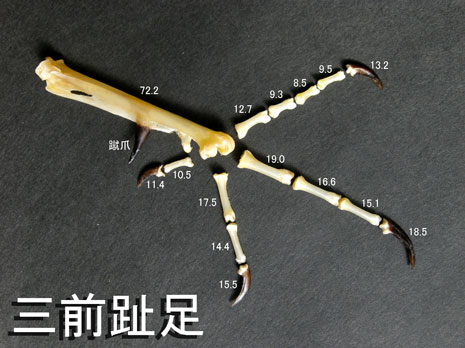 キジの骨 キジの骨