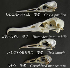 海洋をおもな生活場所としている鳥の頭骨 海洋をおもな生活場所としている鳥の頭骨