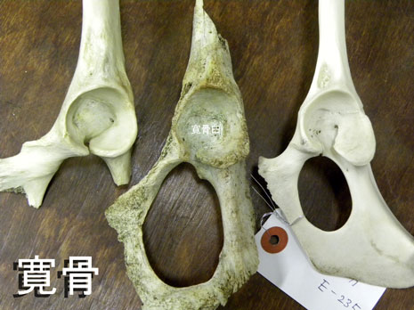 ニホンカモシカとニホンジカの骨 ニホンカモシカとニホンジカの骨