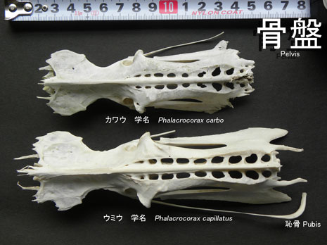 カワウとウミウの骨盤 カワウとウミウの骨盤