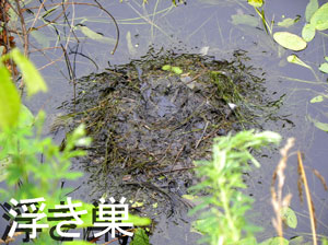 浮き巣 浮き巣