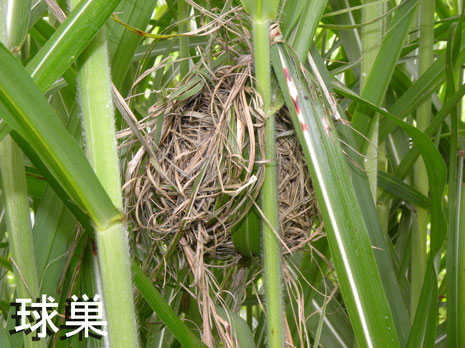 球巣 球巣