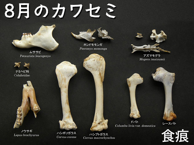 骨の食痕コレクション
