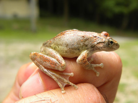カジカガエル カジカガエル