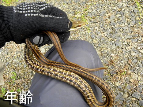 シマヘビ シマヘビ