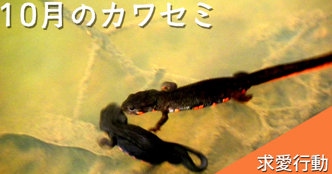 アカハライモリ