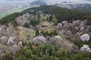 空撮：涌谷町御遠見地区（所々に山桜が見られる）