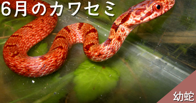 自然観察新聞 6月のカワセミ第139号 幼蛇 テクニカルノート 株式会社エコリス
