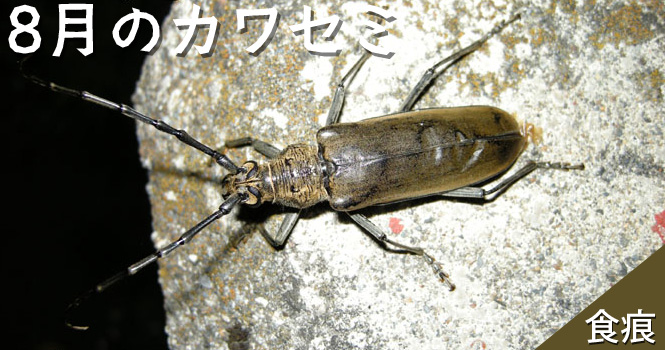 ミヤマカミキリ