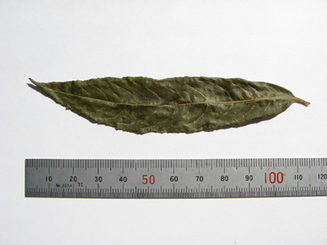 図1 ユビソヤナギの葉（表面） 標本：2004年8月13日群馬県湯檜曽川