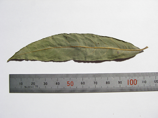 図2 ユビソヤナギの葉（裏面） 標本：2004年8月13日群馬県湯檜曽川