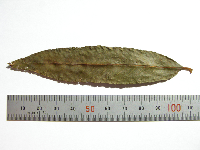図3 オノエヤナギの葉（表面） 標本：2004年8月31日岩手県胆沢川