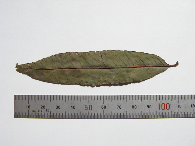 図4 オノエヤナギの葉（裏面） 標本：2004年8月31日岩手県胆沢川