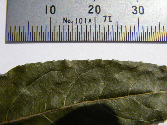 図5 ユビソヤナギの葉の鋸歯（表面）標本：2004年8月13日群馬県湯檜曽川
