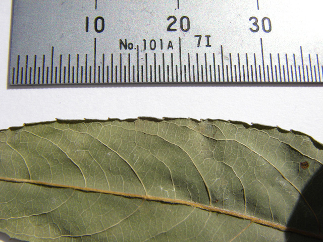 図6 ユビソヤナギの葉の鋸歯（裏面） 標本：2004年8月13日群馬県湯檜曽川
