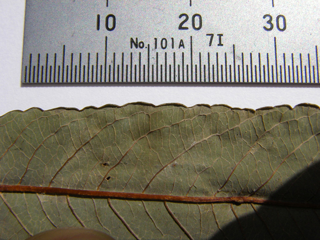 図8 オノエヤナギの葉の鋸歯（裏面） 標本：2004年8月31日岩手県胆沢川