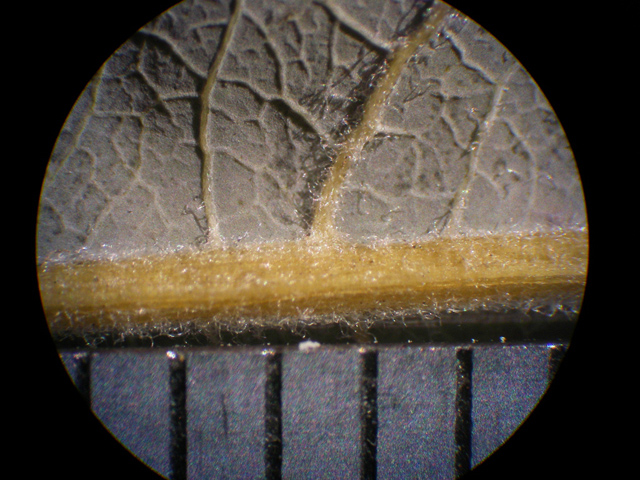 図9 ユビソヤナギの葉裏面の毛（スケールの1目盛りは1㎜） 標本：2004年8月13日群馬県湯檜曽川