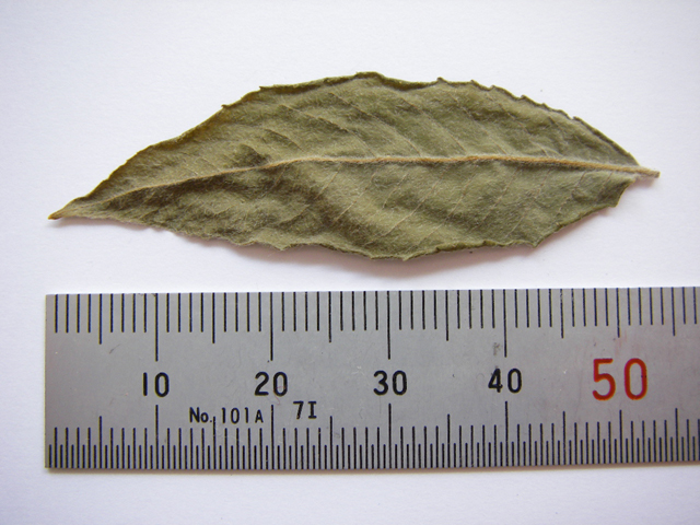 図11 ユビソヤナギの若い葉 標本：2005年6月5日宮城県鳴瀬川