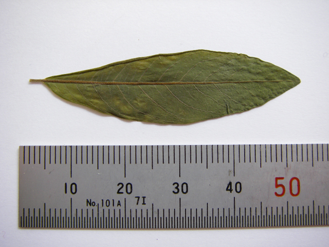 図12 オノエヤナギの若い葉 標本：2005年6月5日宮城県鳴瀬川