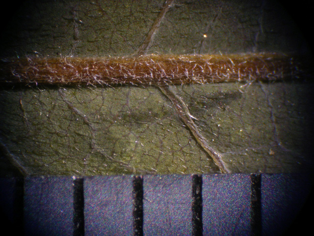 図14 オノエヤナギの若い葉の裏面の毛（スケールの1目盛りは1㎜） 標本：2005年6月5日宮城県鳴瀬川