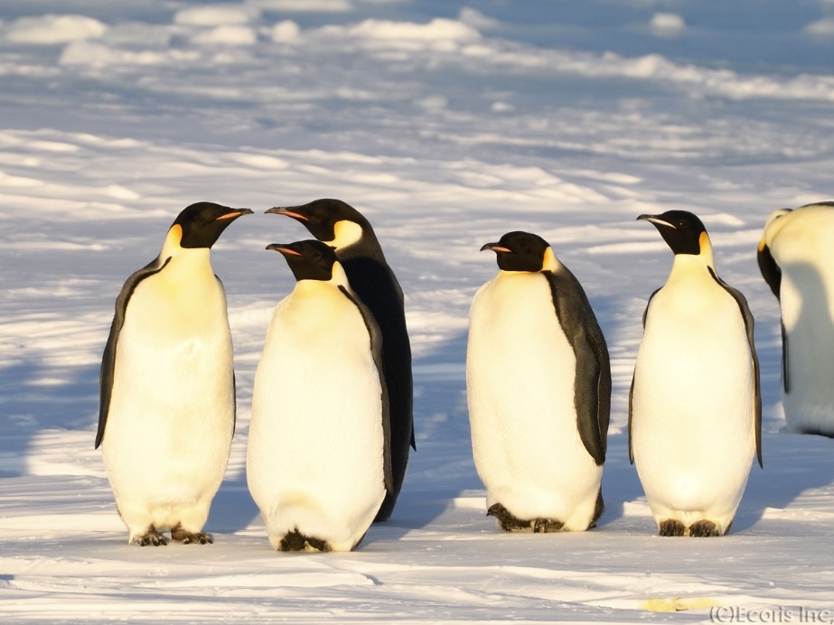 Emperor Penguin (コウテイペンギン)